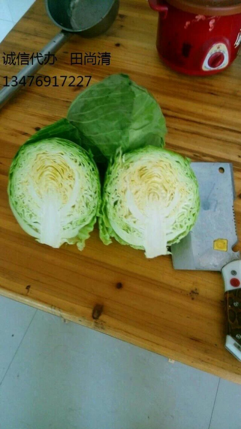 优质中甘21甘蓝产地直供