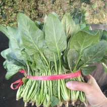 供应大叶菠菜，2斤小捆20~25厘米，货源充足