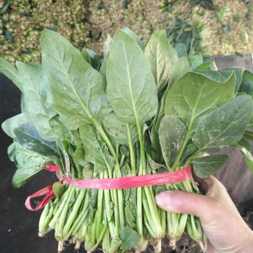 供应大叶菠菜，2斤小捆20~25厘米，货源充足
