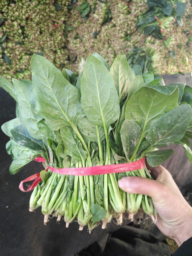 供应大叶菠菜，2斤小捆20~25厘米，货源充足
