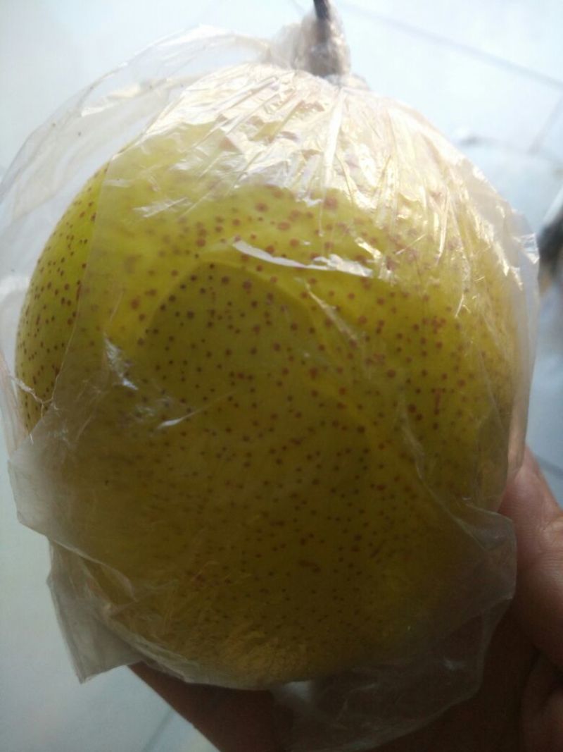 雪花梨300~350g膜袋
