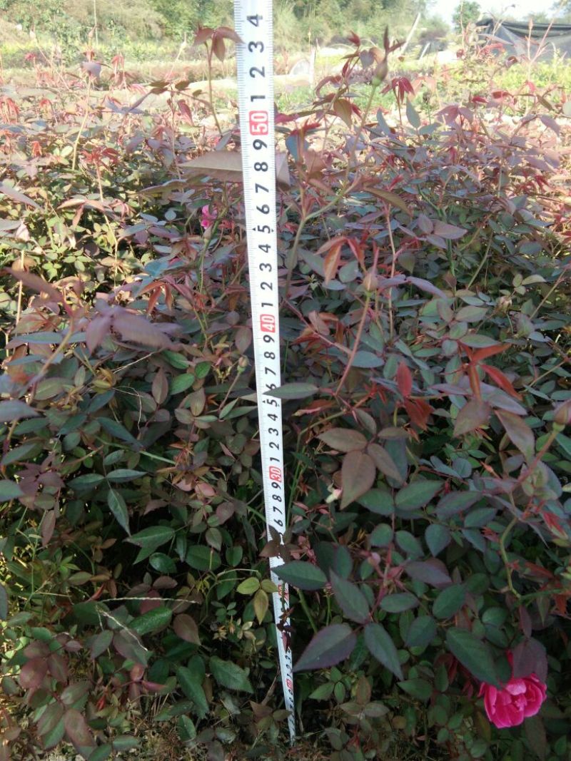 月季20~30cm