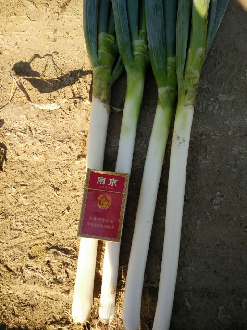 铁杆大葱安丘大棚葱质量好便宜