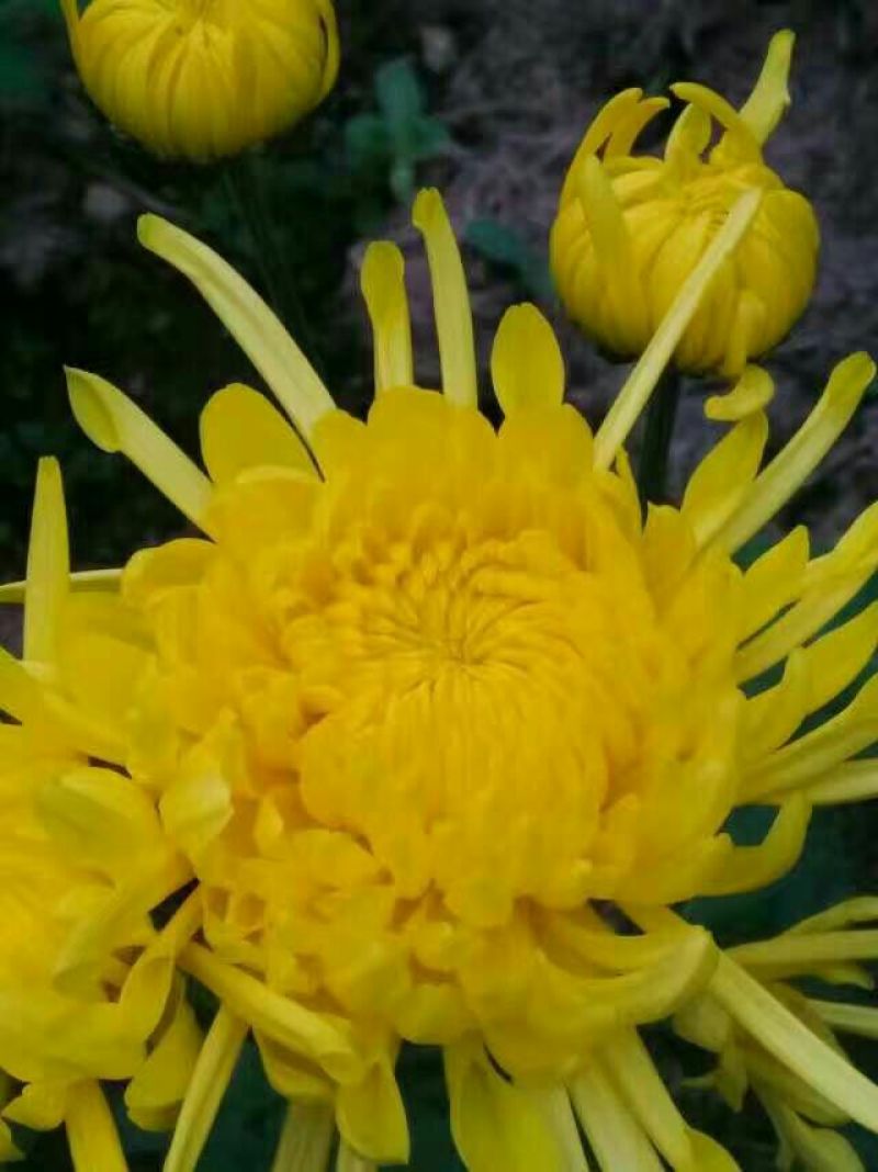 菊花茶开花