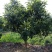 枇杷树