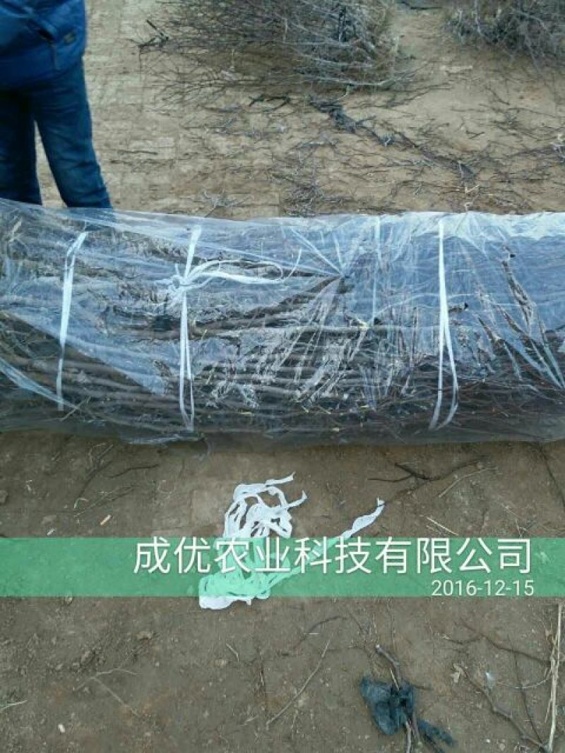 冬枣树2cm以下4cm以下
