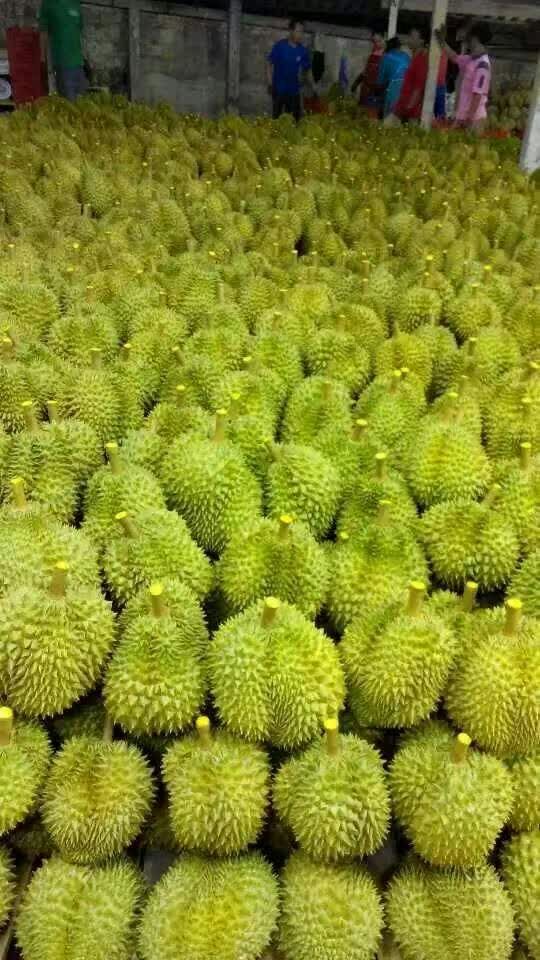 泰国榴莲云南昆明市官渡区_批发_供应-一亩田