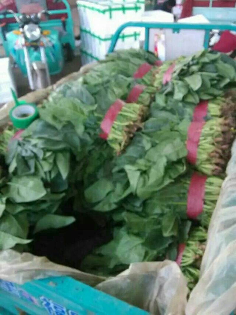 菠菜15~20厘米