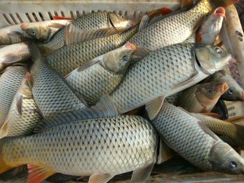 河鲤鱼食用1~2公斤