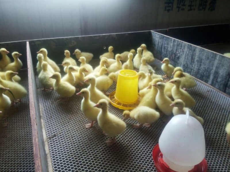 鹅苗250g以下