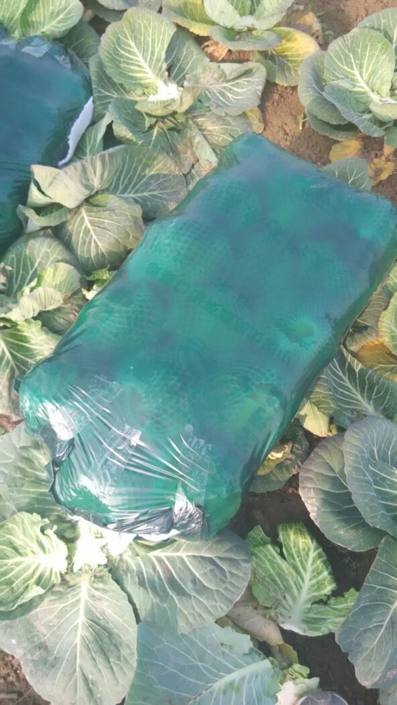 绿甘蓝1~2公斤精品，精品市场，出口都可以