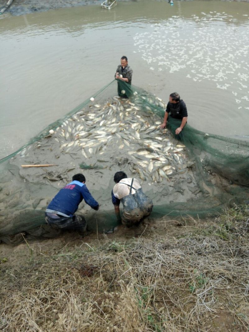 池鲤鱼食用1~2公斤