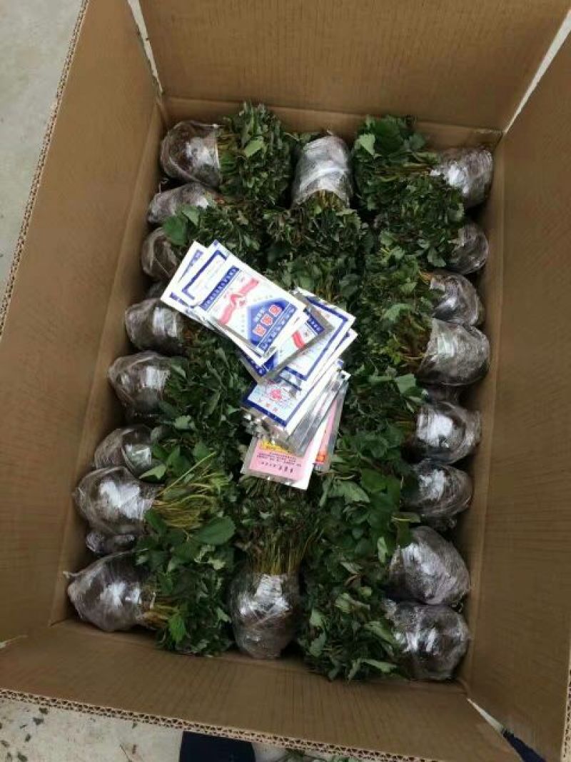 草莓苗
