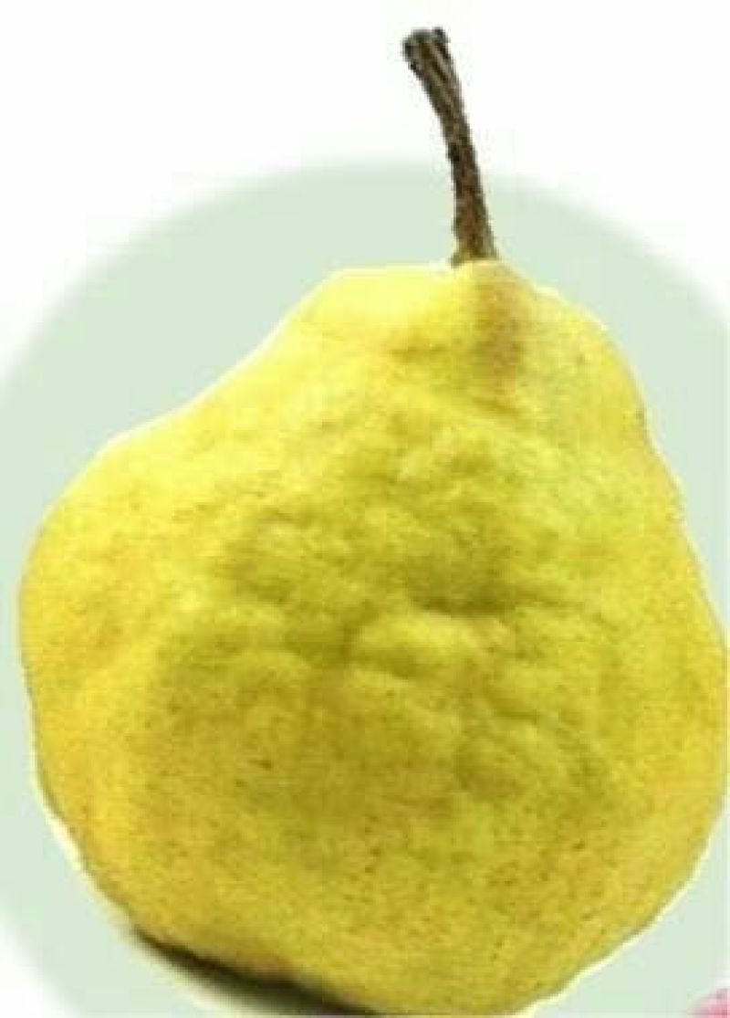 皇冠梨300~350g纸箱