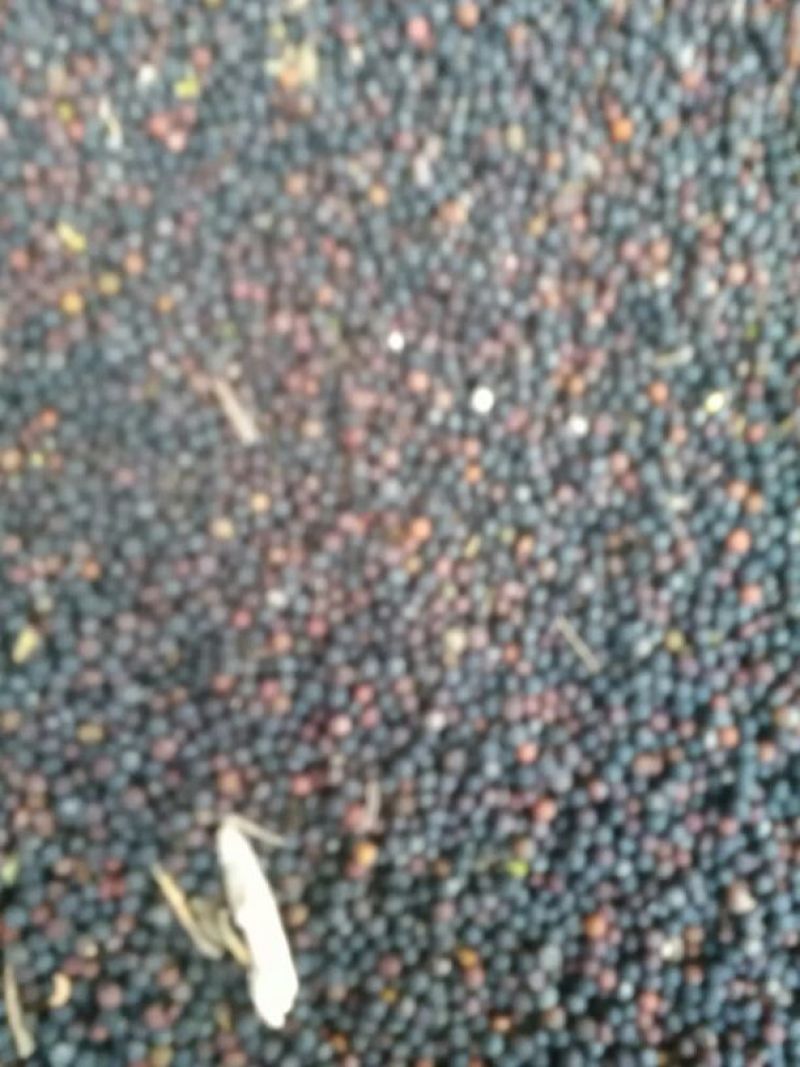 油菜籽1