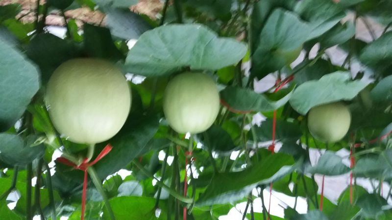 网纹瓜5斤以上椭圆形