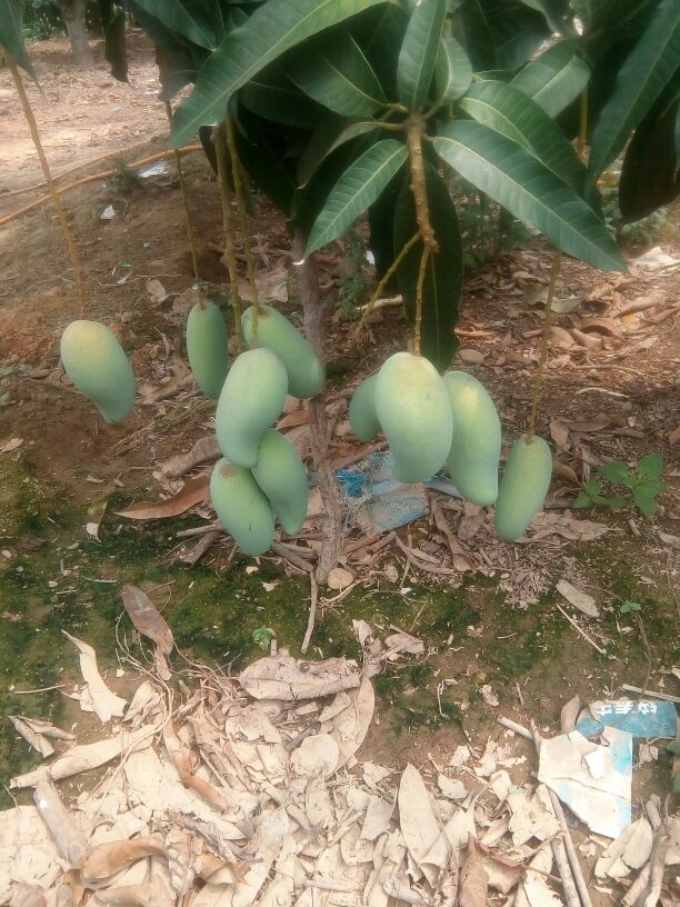 小象牙芒果海南东方八所镇_批发_供应-一亩田