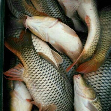 池鲤鱼食用1~2公斤