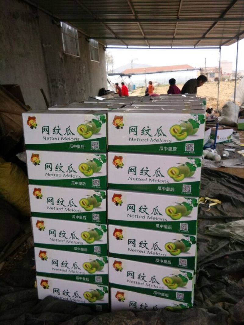 网纹瓜2斤以上椭圆形