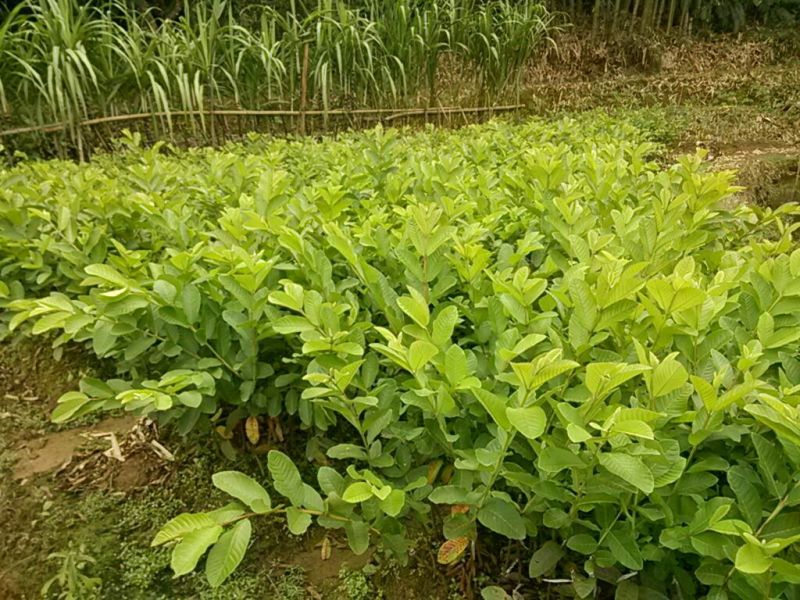 西瓜番石榴苗50~80cm