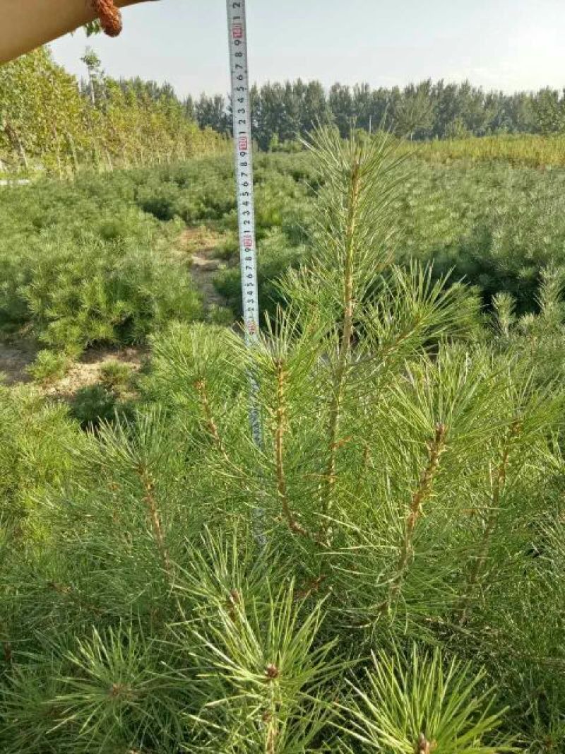 白松树苗100~150cm