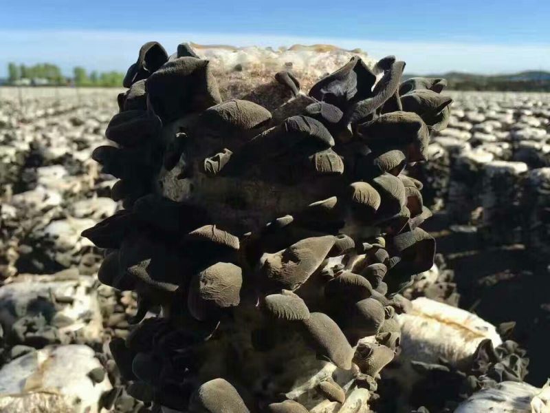 秋耳一级