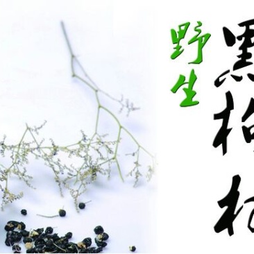 黑枸杞