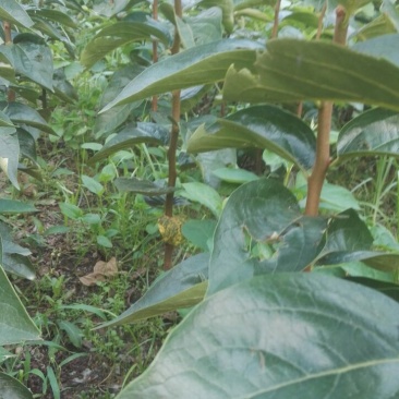 甜柿子树苗嫁接成苗1-5年苗，阳丰甜柿子树苗罗田甜柿