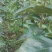 甜柿子树苗嫁接成苗1-5年苗，阳丰甜柿子树苗罗田甜柿