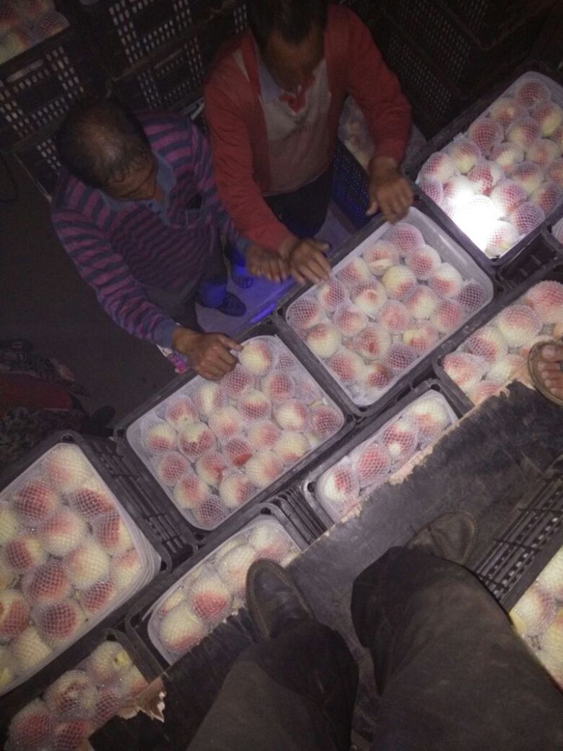 映霜红桃子开始大批量上市