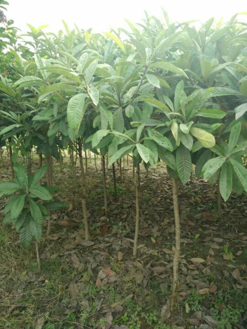 大叶女贞4cm以下
