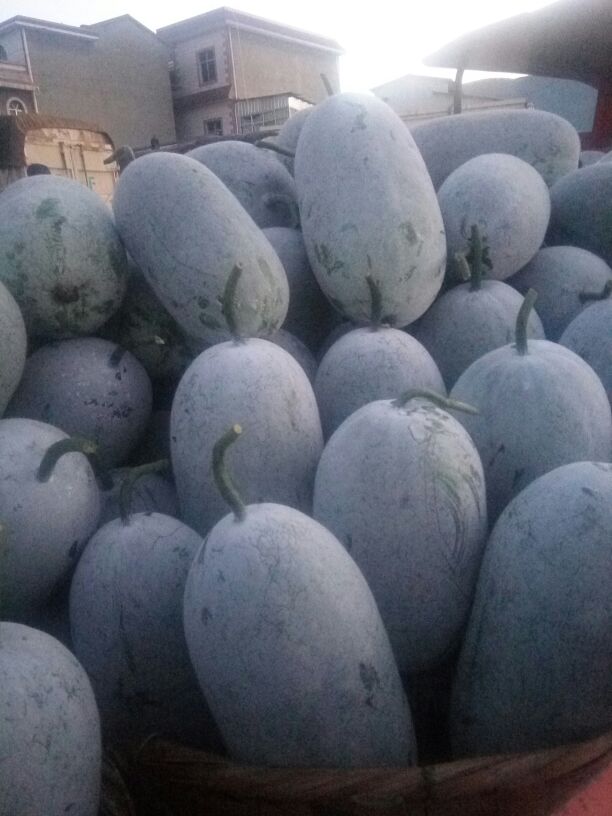 云南红河州石屏县迷你小冬瓜 2斤以上批发_徐