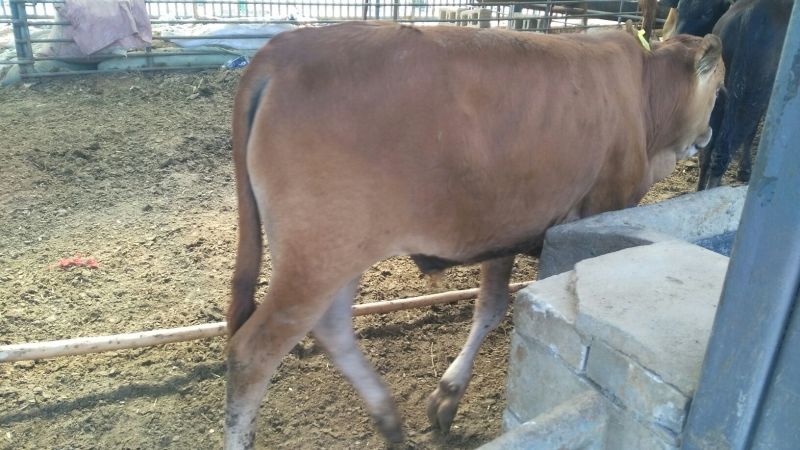 黄牛100~200kg