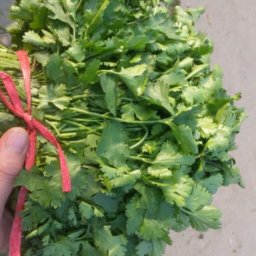 大叶铁杆青香菜20~25厘米以上