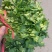 大叶铁杆青香菜20~25厘米以上