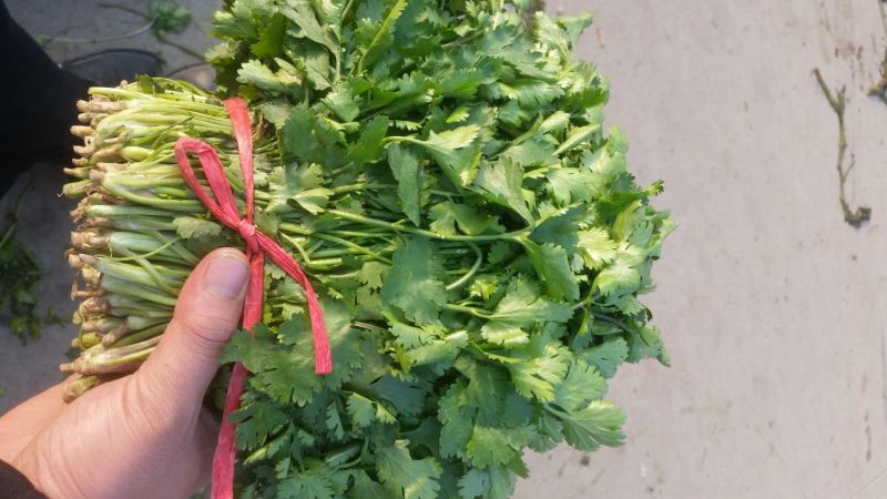 大叶铁杆青香菜20~25厘米以上