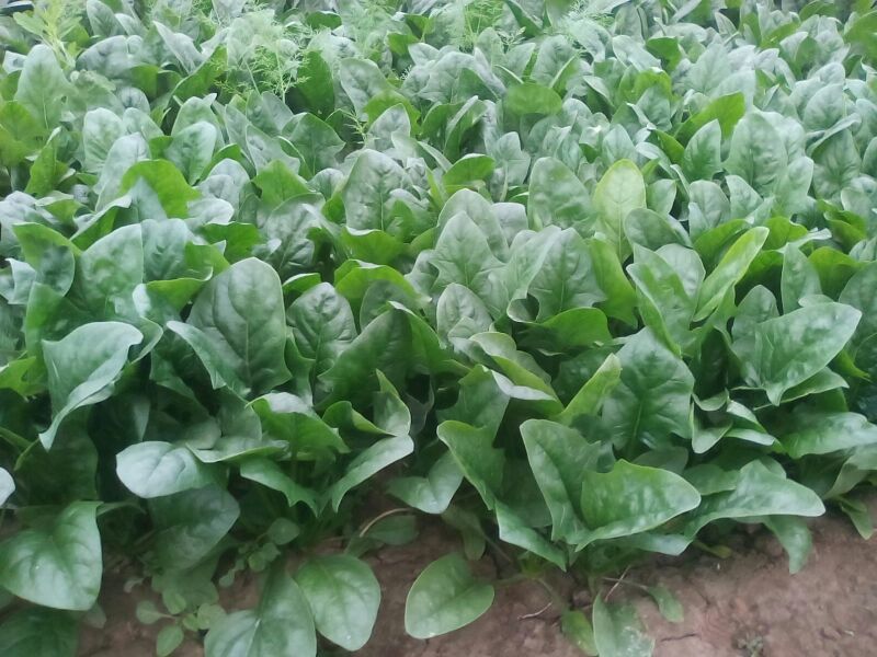 名门菠菜