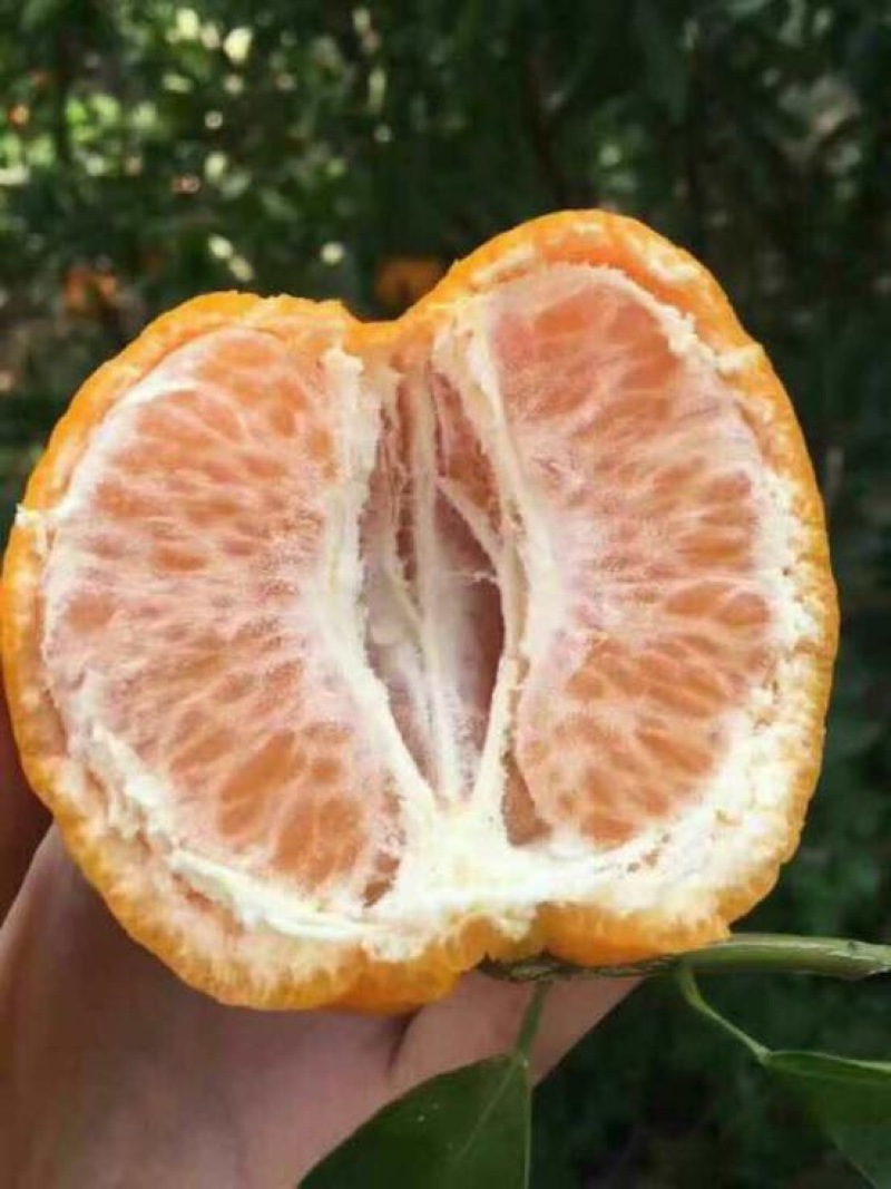 椪柑基地直供保质保量欢迎咨询订购