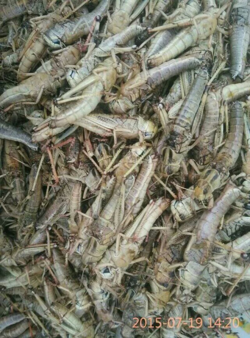 东亚飞蝗食用