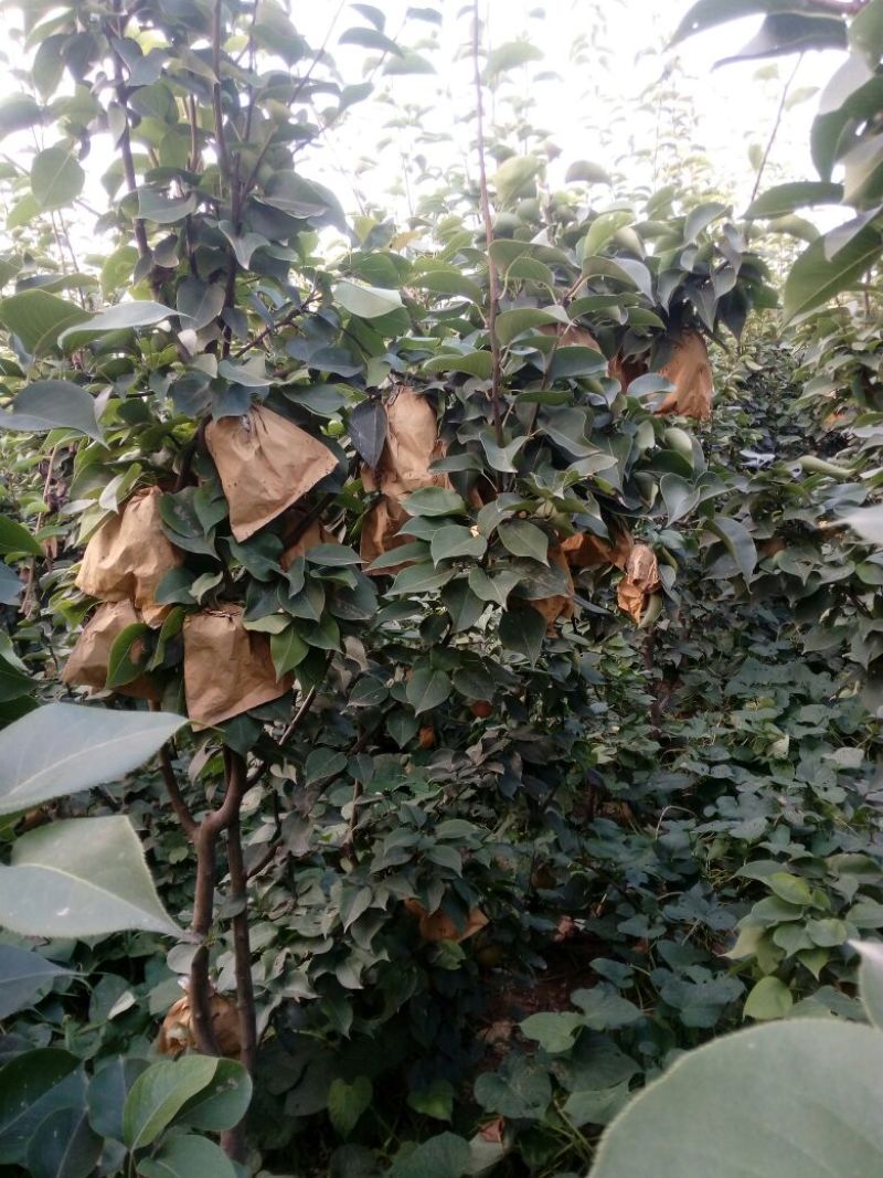 晚秋黄梨300~350g纸袋
