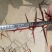皂角树苗30~50cm