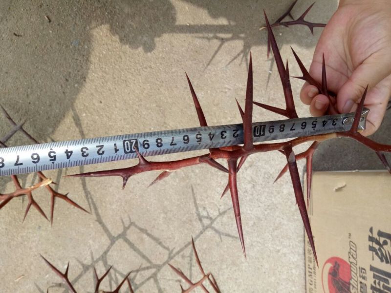 皂角树苗30~50cm
