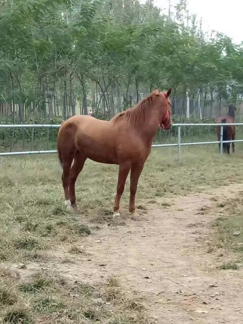 半血马300~400kg