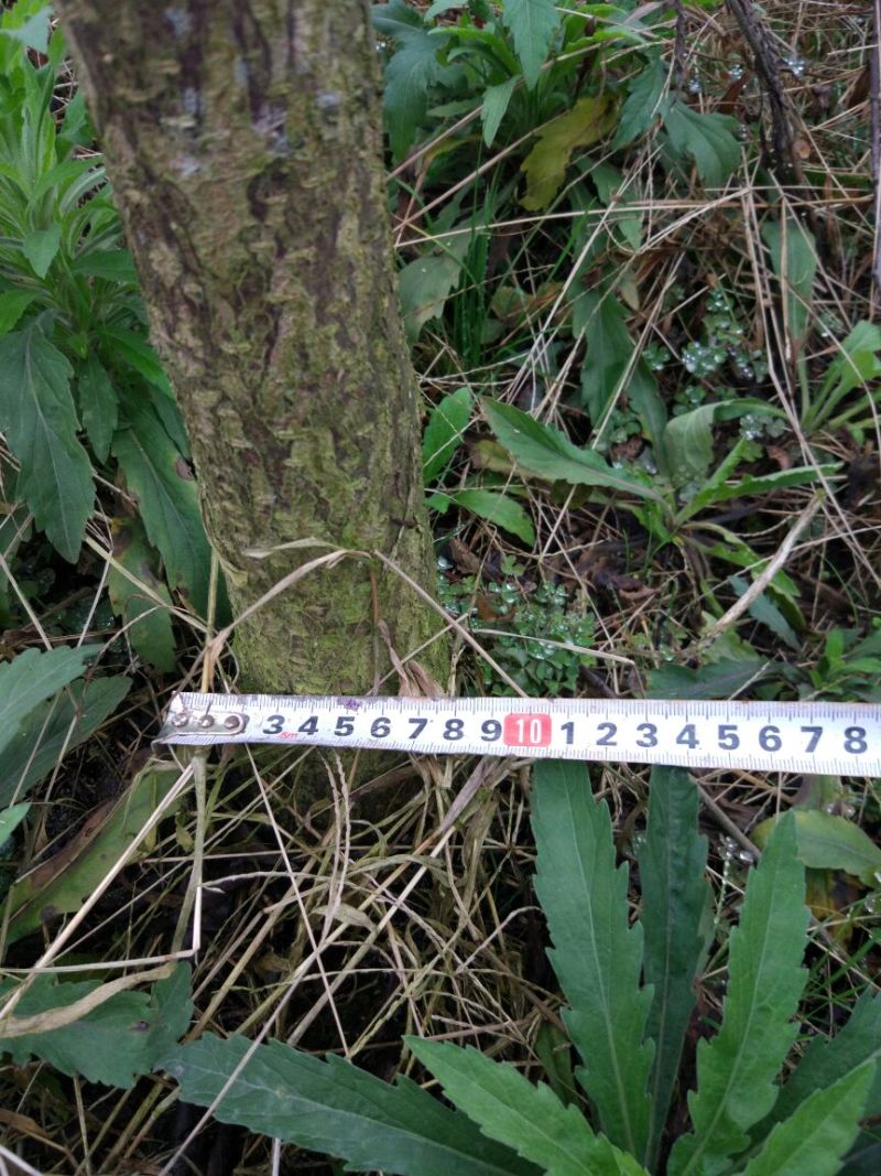 李子树4~6cm1.6~1.8m