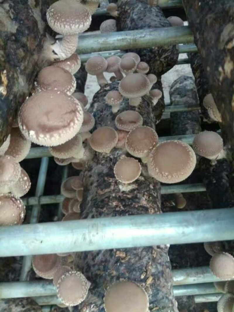 白面菇4~5cm