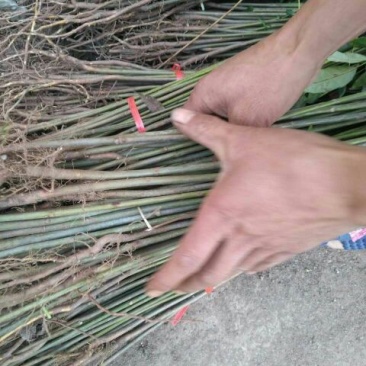 香椿苗80cm以上大棚