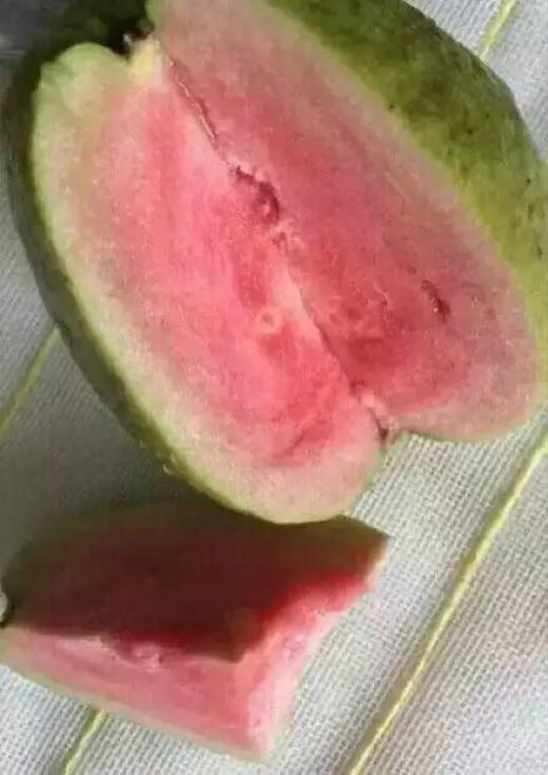 西瓜番石榴苗