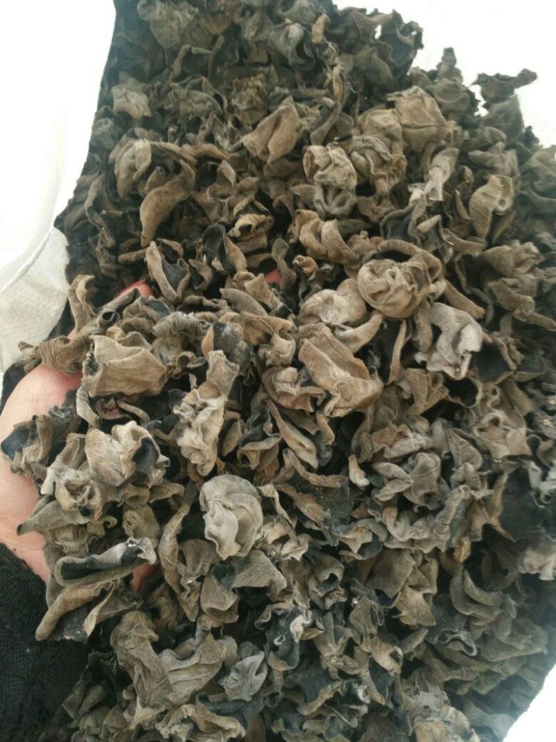 干木耳一级