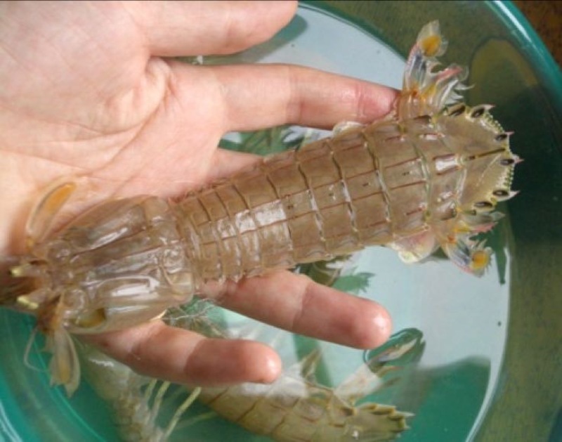 皮皮虾