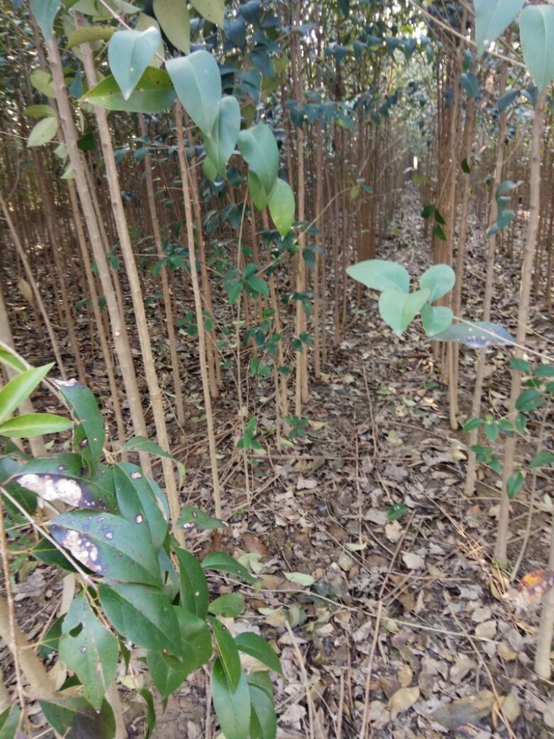 大叶女贞4cm以下